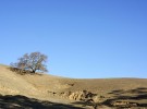 Lone Tree on an Eroding Hill
