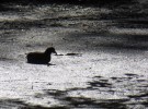 Moorhen