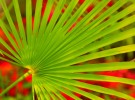 Palm Frond