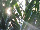 oleander light