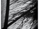Branches invasion
