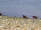 Oyster Catchers