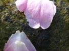 two lonely petals