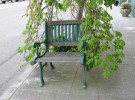 Bench With Leaves