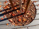 Fall Leaves