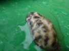 Slug On A Bin