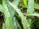 Grass Meets Water