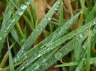 Wet Grass