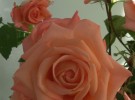 Les roses de Clara