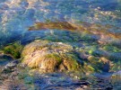 "Watercolor" (reflections in a creek)