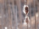 breeze over wetlands