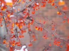 winter berries