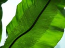 Green space  (bird's nest fern - detail)