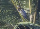 Heron in palm