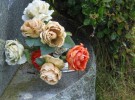 Flowering on stone