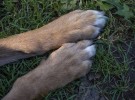 pete's paws