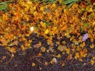 Autumn Road 02