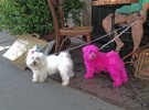 Pink dog