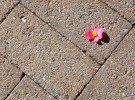 Pink Flower on Bricks