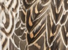 Pintail Feathers