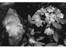 Pivoine suite