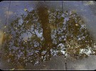 puddle