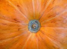 Pumpkin center