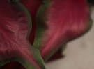 2 coleus leaves