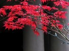 Red leaves under freeway