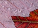 Red Maple Leaves