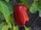 Red Pepper