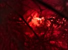 Red Universe