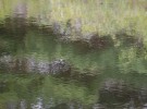 Reflections