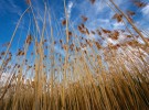 Rushes in the lake 2.