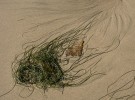 seaweed and sand