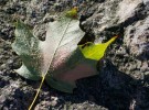greyleaf