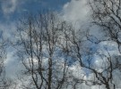 branches & sky