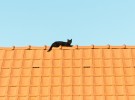 cat on roof