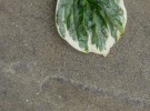 leaf on pavement