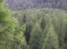Shades of Green