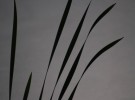 japanese block ink