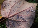 dew on leaf