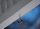 The Hook