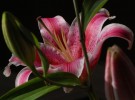 Lily