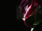 Dying Lily