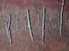 Forest Bones