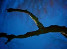 Water Branch