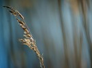 Grass Stalk