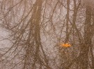 Spring puddle with Oak leaf