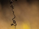 Tendril